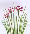 Flowering Rush