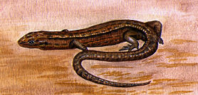 illustration of a Common Lizard