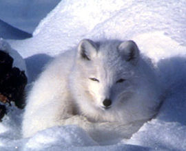 Arctic fox (Image by K Morehouse at US Fish and Wildlife Service USFWS)