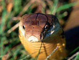 King Cobra Fact Sheet, Blog, Nature