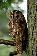 Photo of a tawny owl