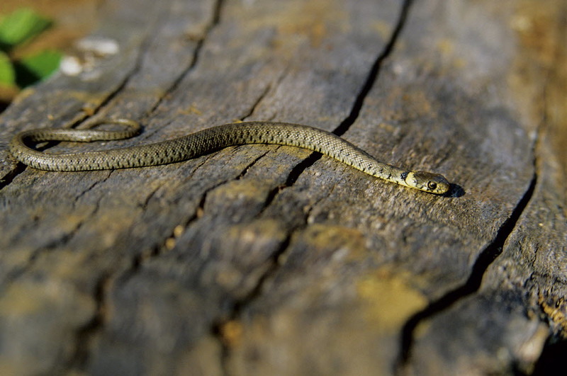Stock photo of Grass snake (Natrix natrix) juvenile playing dead