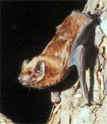 Noctule Bat