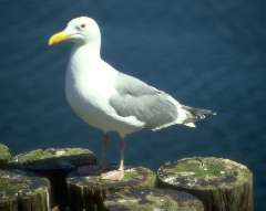 Herring Gull