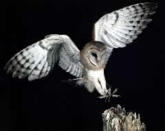 Barn Owl