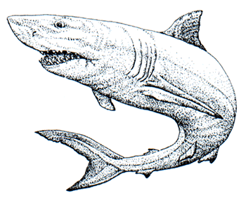 Illustration of a Great White Shark
