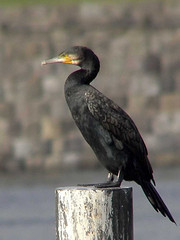 Cormorant © Charles Lam CC BY-SA 2.0