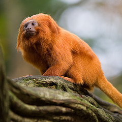 Picture of a Golden Lion Tamarin