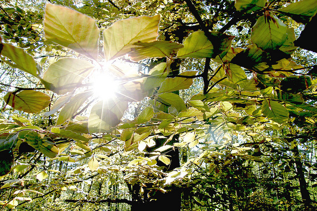 Sun Leaves © Helen White Photography CC BY-ND 2.0