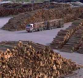 Deforestation in the  threatens one of the world's largest