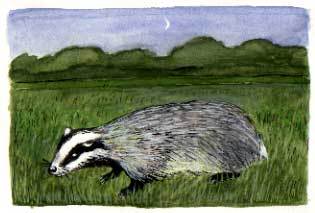 Badger