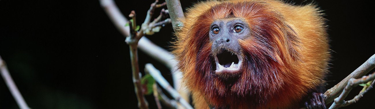 Tamarin (Golden Lion) - Golden Lion Tamarins and Humans | Young People