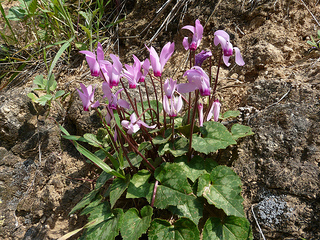 Cyclamen CC Alastair Rae