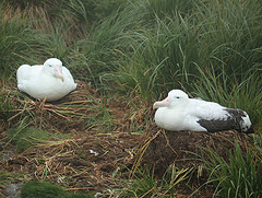 Wandering albatross nest - © Liam Q CC BY 2.0