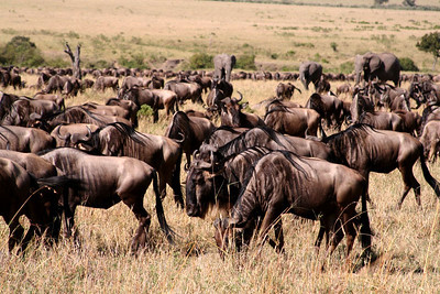 Migration - Mammal migration | Young People's Trust For the Environment