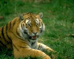 Picture of a Tiger