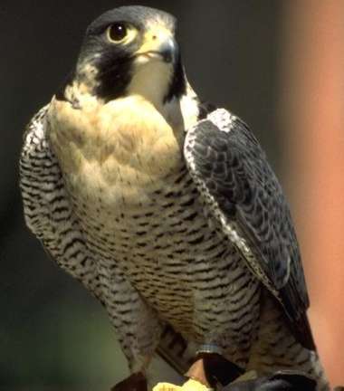 Peregrine Falcon