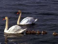 Picture of mute swans and their cygnets