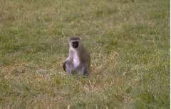 Vervet Monkey