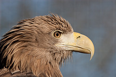 White Tailed Eagle © Arjan Haverkamp CC BY 2.0