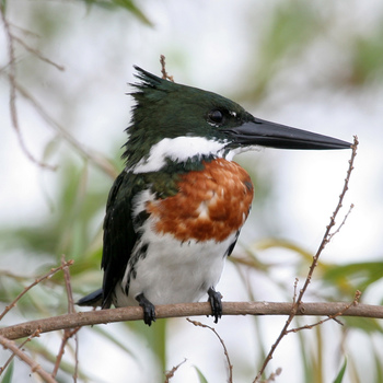 <p>Amazon kingfisher male in Ibera marshes<br />
Chloroceryle amazona<br />
Location: Ibera Marshes, Argentina<br />
2nd. april 2006</p>

<p>Credit:&nbsp;<a href="https://www.flickr.com/photos/lipkee/">Lip Kee Yap</a></p>

