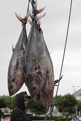 Bluefin Tuna, France © Alexandre Dulaunoy