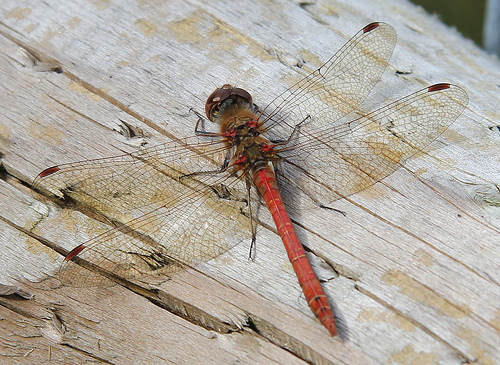 Dragonfly © Karen Roe CC BY 2.0