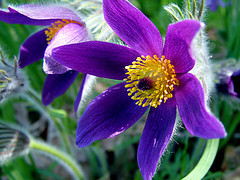 Pasqueflower CC kkmarais