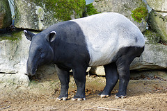 Malayan Tapir © Allie Caulfield CC BY 2.0