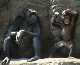 Chimps