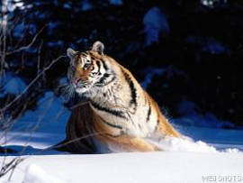 Picture of a Siberian Tiger