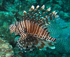 Lionfish swimming