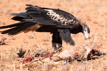 do eagles eat dingoes