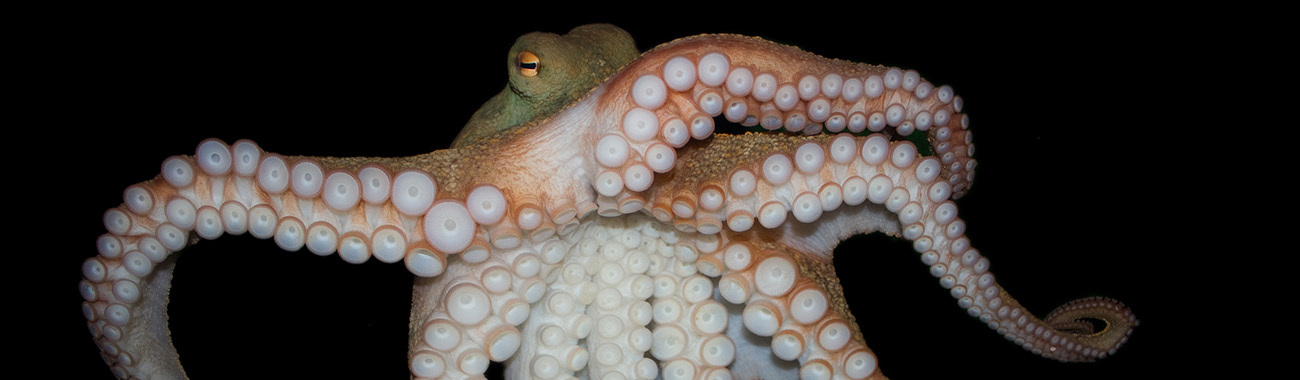 octopus enemies