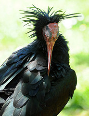 Northern Blad Ibis © Martin Pettitt CC BY 2.0