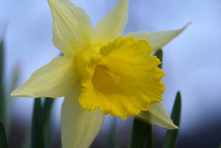 Wild Daffodil CC Andrew Head