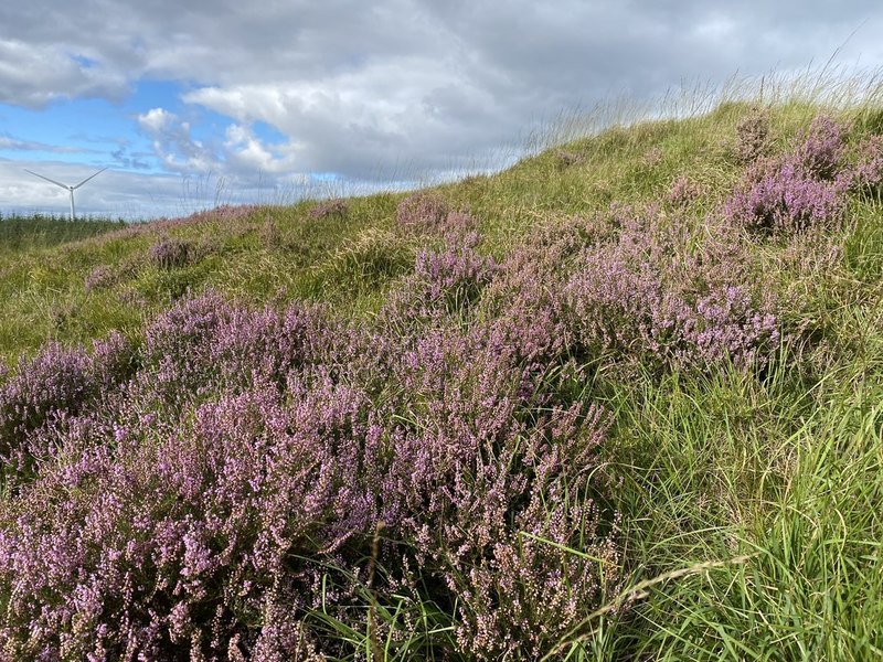 Printable Factsheet: Heathland | Young People's Trust For the Environment