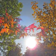 Autumn Trees