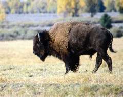 American Bison