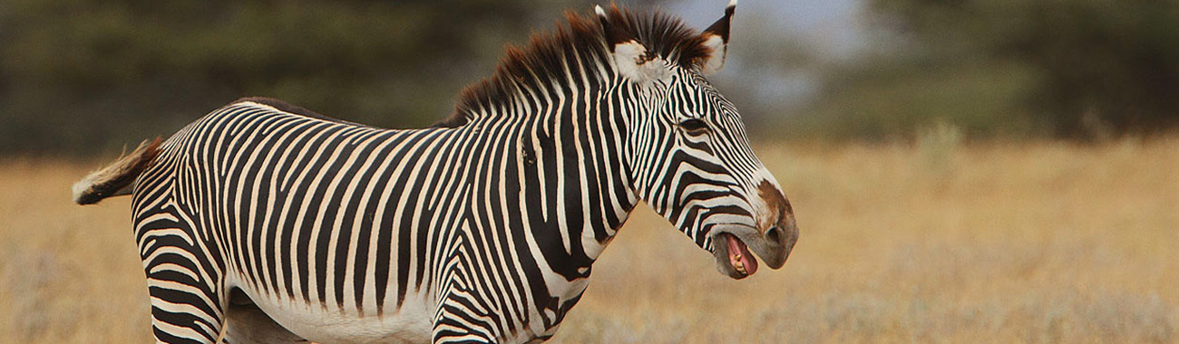 Zebra (Grevy's) - The Quagga - A lost species of Zebra | Young People's  Trust For the Environment