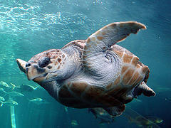 Loggerhead Turtle © Damien du Toit CC BY 2.0