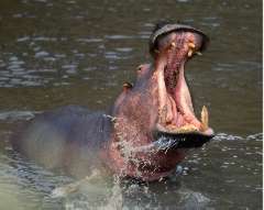 Hippopotamus