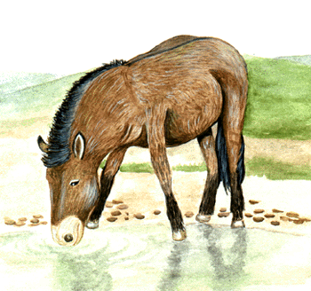 Przewalski's Horse