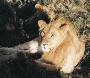 Lion