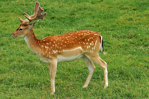 Fallow Deer © Martin Pettitt CC BY 2.0