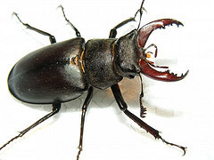 Stag Beetle - Public Domain Photos - Flickr