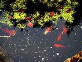 Fish in a Pond