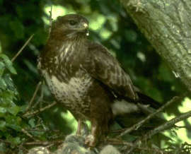 Buzzard