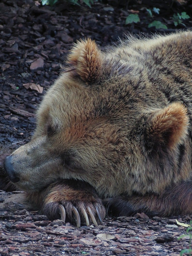 which animals hibernate during winter