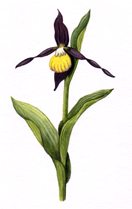 Ladies Slipper Orchid